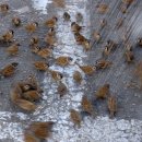 서울참새 이미지