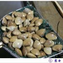 진미펜션 이미지