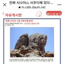 한국인 의사가 발견한 사우디에 있는 충격 유적(성경속 유적) 이미지