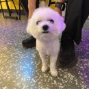 체다페퍼(도화점) 이미지