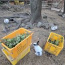 서쪽에서(귤이네) | 제주 동쪽 가볼만한곳 토끼,귤,동백꽃체험 제주서쪽여행코스