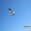 부산갈매기 - 당진시 먹거리길 72-13 | 부산갈매기