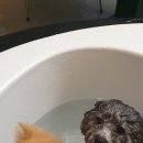 한덕테크 | 홍천 애견 펜션 - 엘페로 이용 후기(펜션 운동장, 이용 꿀팁!)