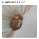 고양이 침대 이미지