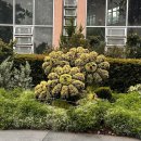 앨리스캣(Alice CAT) | 애틀란타 보태니컬 가든 ( 3 )