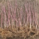 신구농장 이미지