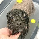 킴스펫살롱 이미지