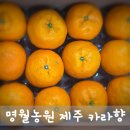 역대급 달콤함에 깜짝! 명월농원 제주 카라향 한 박스 순삭 후기