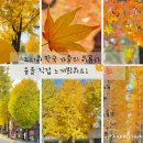 이번 가을은 정말 너무나도 만족스럽고 행복했어요!🍁🍂👍💯 이미지