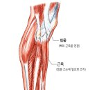 근, 건, 인대, 연골 이야기 이미지