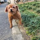 킴스애견미용실 이미지