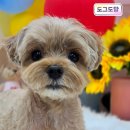 도그도담 | 인천 애견미용 도그도담 | 통창으로 직접 볼수있는 강아지 미용🐾