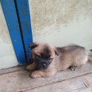 통리주유소 이미지