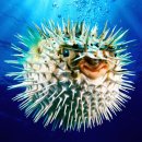 The Puffer Fish 이미지