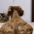 수제가축병원 | 강아지 슬개골탈구 수술비용 웰시코기 양쪽 3기