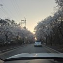 국제대학교 | 🌸 평택 벚꽃 드라이브 코스 추천 (이충체육관 → 국제대학교)