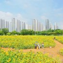 해바라기경로당 이미지