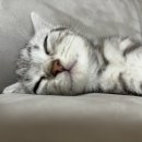 냥이파파 이미지