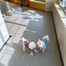 와따개 | 광주 봉선동 애견유치원&amp;애견호텔 &#39;와따개&#39; (+ 오픈이벤트 후기, 협찬아님)