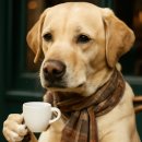 chatGPT로 스마트폰 앱 만들기 이미지