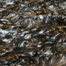 영어조합법인해맑은화진포 이미지