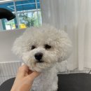 허니모모 애견미용실 이미지