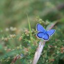 꿈꾸는 나비 이미지