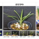 한국춘란전문난원 | 난나라 직거래 장터 홈페이지 바로가기