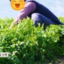 상호농장 이미지