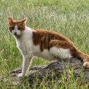 정직한동물의료센터 이미지