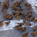 서울참새 이미지