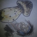 송이버벗 이미지