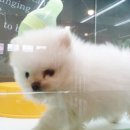 센텀애견샵 이미지