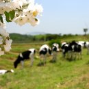 가나안목장 이미지