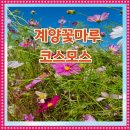 꽃다래공원 | 가을꽃 코스모스 구경 계양꽃마루 구경가요