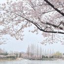 김해ㅣ넘 예쁜 나의 동네,김해 연지공원,연지공원벚꽃,튤립 맛집,개화현황,주말 후기