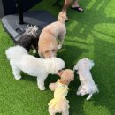 댕겨오시개 이미지