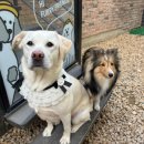 하울팟 케어클럽(분당서현점) 이미지