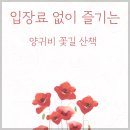 입장료 없이 만나는 감동🌸 경남 의령 화정 3km 양귀비 꽃길 산책 후기