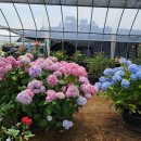 장미농장2 이미지