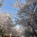 57 | [서울 합정] 벚꽃 시즌에 꼭 가야 하는 합정 맛집, 네스트57 솔직 후기, 통창뷰 벚꽃뷰 추천