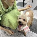 아온펫 이미지