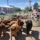 우리가축약품 이미지