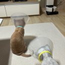 24시스마일동물의료센터동물병원 네이버블로그