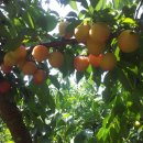 고은농장 이미지