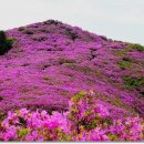 남원 봉화산 " 철쭉 축제 " 이미지