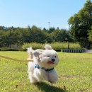 재롱이네 이미지