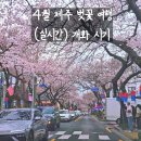 씨유제주장전벚꽃점 | 4월 제주도 축제 정보 제주 벚꽃 명소 정리 (직접 다녀온 후기)