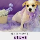 프롬유어독 | 해운대애견미용 내돈내산 프롬유어독 n번이상 미용한 후기