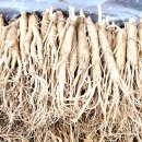 경북영주 풍기인삼축제 이미지